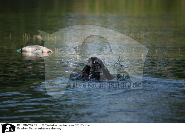 Gordon Setter apportiert Dummy / Gordon Setter retrieves dummy / RR-20782