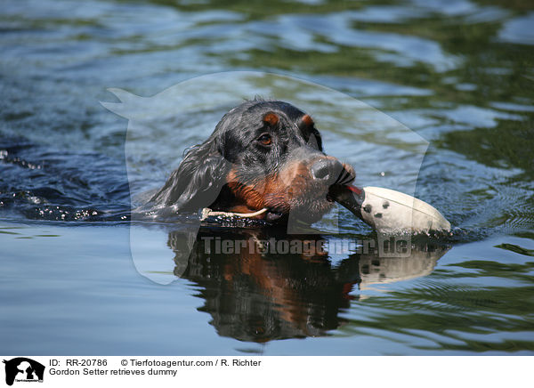 Gordon Setter apportiert Dummy / Gordon Setter retrieves dummy / RR-20786