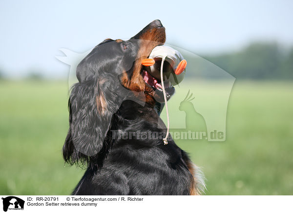 Gordon Setter apportiert Dummy / Gordon Setter retrieves dummy / RR-20791