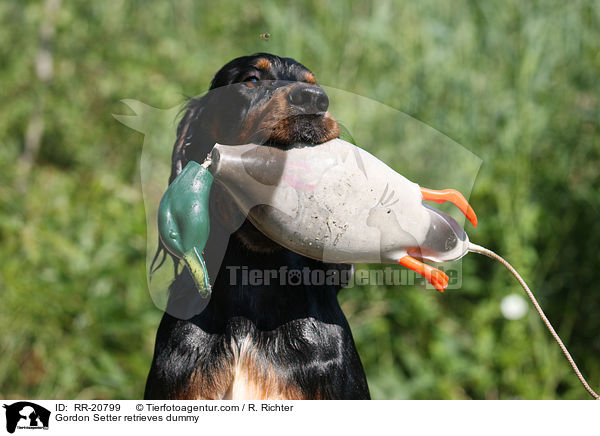 Gordon Setter apportiert Dummy / Gordon Setter retrieves dummy / RR-20799