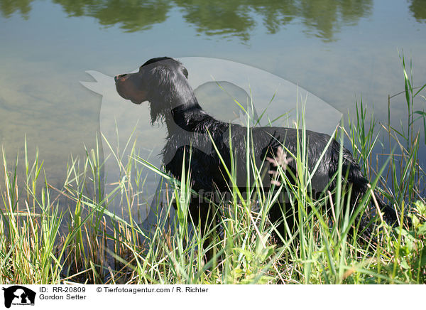Gordon Setter / Gordon Setter / RR-20809