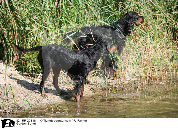 Gordon Setter / Gordon Setter / RR-20818