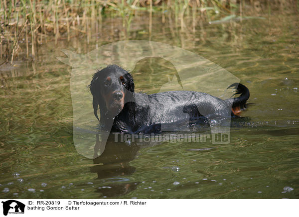 badender Gordon Setter / bathing Gordon Setter / RR-20819