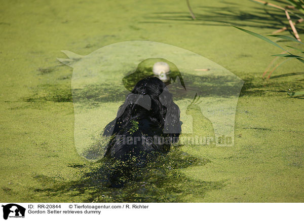 Gordon Setter apportiert Dummy / Gordon Setter retrieves dummy / RR-20844