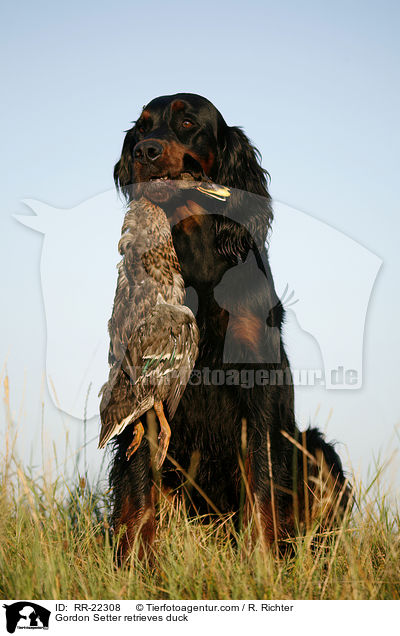 Gordon Setter apportiert Ente / Gordon Setter retrieves duck / RR-22308