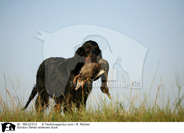 Gordon Setter apportiert Ente / Gordon Setter retrieves duck / RR-22312