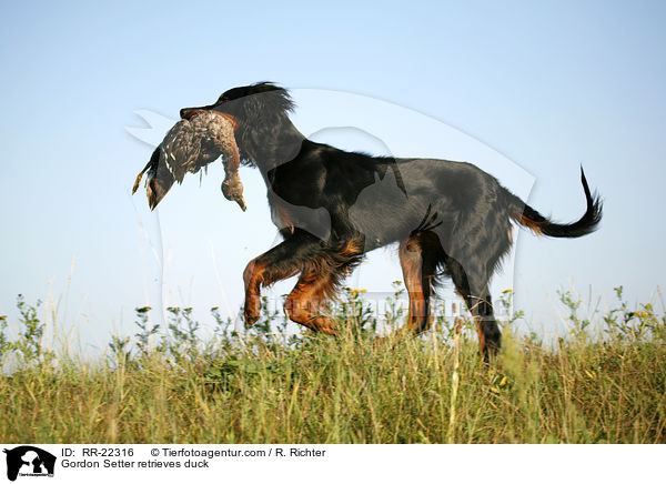 Gordon Setter apportiert Ente / Gordon Setter retrieves duck / RR-22316