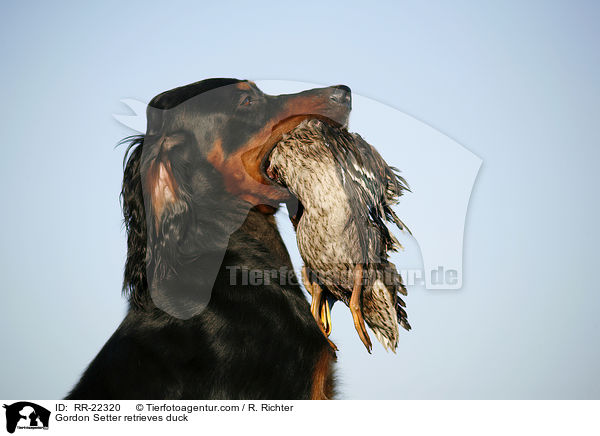 Gordon Setter apportiert Ente / Gordon Setter retrieves duck / RR-22320