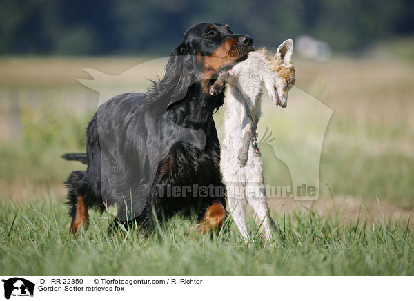 Gordon Setter apportiert Fuchs / Gordon Setter retrieves fox / RR-22350