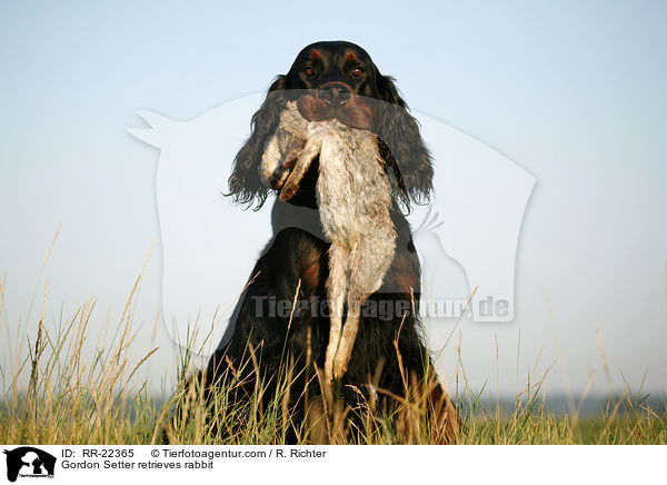 Gordon Setter apportiert Hase / Gordon Setter retrieves rabbit / RR-22365