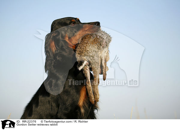 Gordon Setter retrieves rabbit / RR-22376