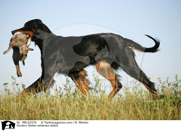 Gordon Setter apportiert Hase / Gordon Setter retrieves rabbit / RR-22379