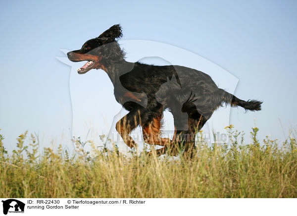 rennender Gordon Setter / running Gordon Setter / RR-22430