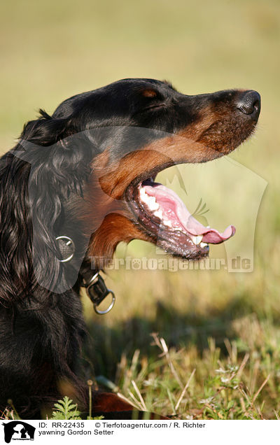 ghnender Gordon Setter / yawning Gordon Setter / RR-22435