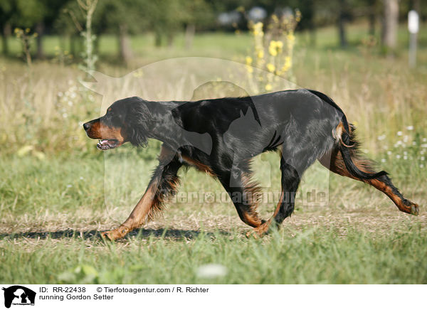 rennender Gordon Setter / running Gordon Setter / RR-22438