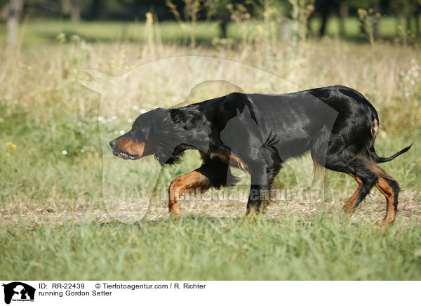 rennender Gordon Setter / running Gordon Setter / RR-22439