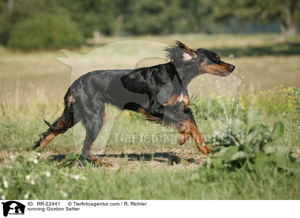rennender Gordon Setter / running Gordon Setter / RR-22441