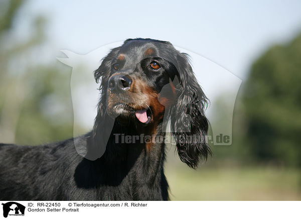 Gordon Setter Portrait / Gordon Setter Portrait / RR-22450