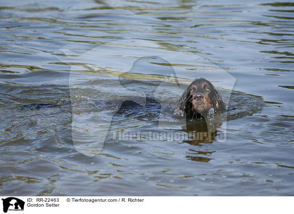 Gordon Setter / Gordon Setter / RR-22463