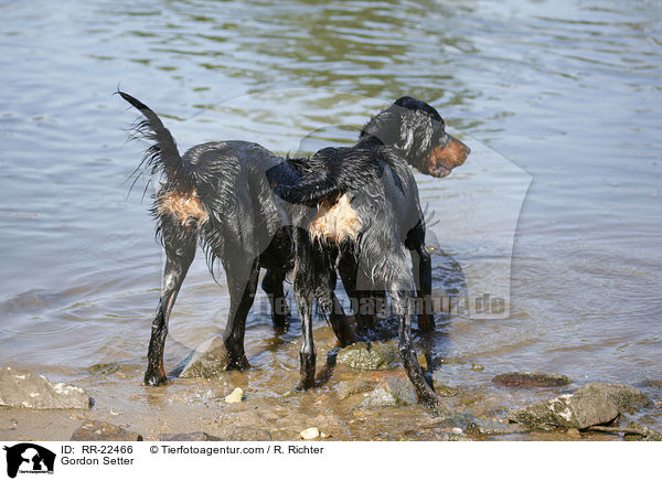 Gordon Setter / Gordon Setter / RR-22466