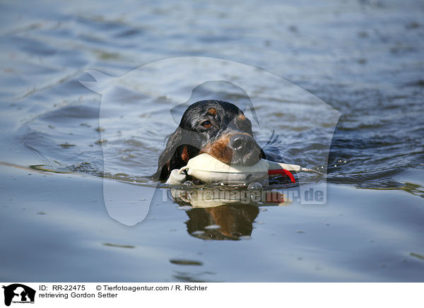 Gordon Setter beim apportieren / retrieving Gordon Setter / RR-22475