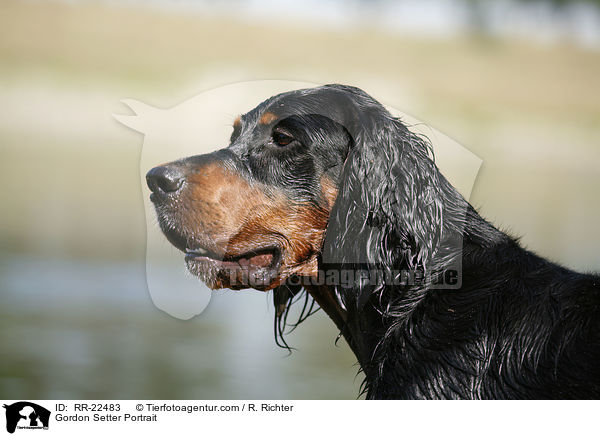 Gordon Setter Portrait / Gordon Setter Portrait / RR-22483