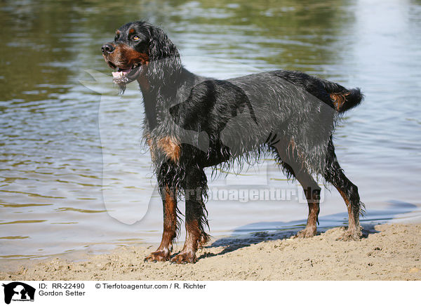 Gordon Setter / Gordon Setter / RR-22490