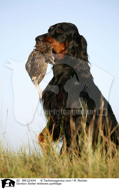 Gordon Setter retrieves partridge / RR-22494