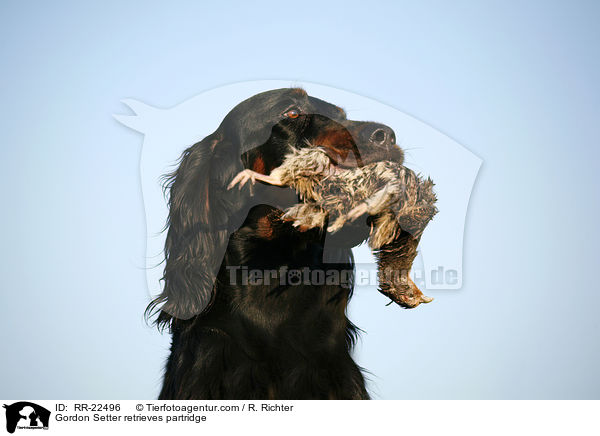 Gordon Setter retrieves partridge / RR-22496