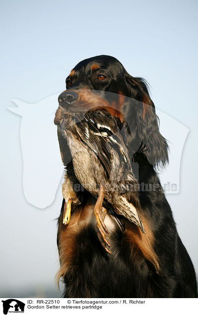 Gordon Setter apportiert Rebhuhn / Gordon Setter retrieves partridge / RR-22510