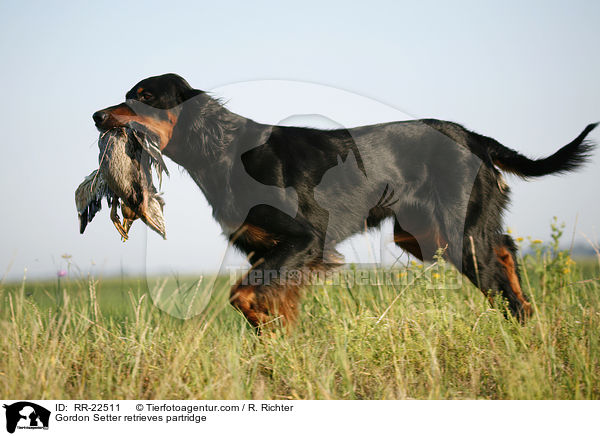 Gordon Setter apportiert Rebhuhn / Gordon Setter retrieves partridge / RR-22511