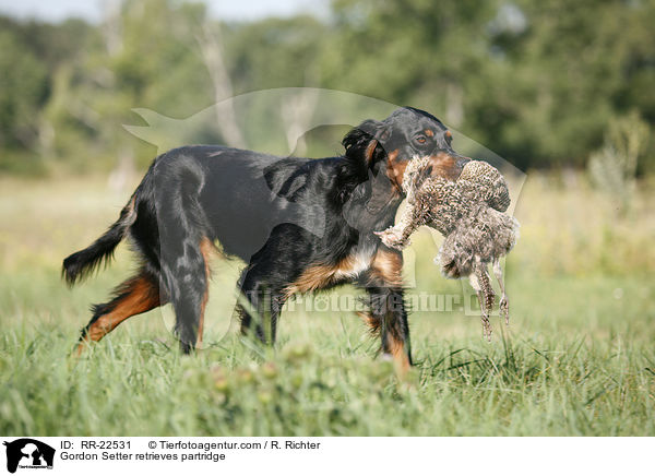 Gordon Setter apportiert Rebhuhn / Gordon Setter retrieves partridge / RR-22531