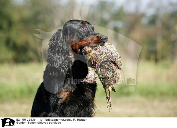 Gordon Setter apportiert Rebhuhn / Gordon Setter retrieves partridge / RR-22536