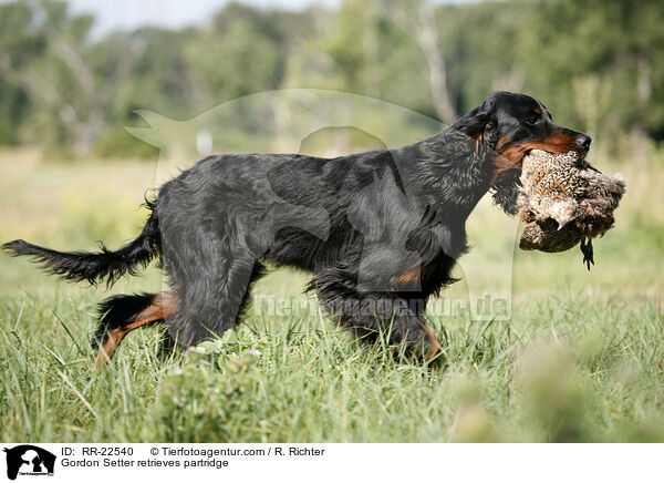 Gordon Setter apportiert Rebhuhn / Gordon Setter retrieves partridge / RR-22540