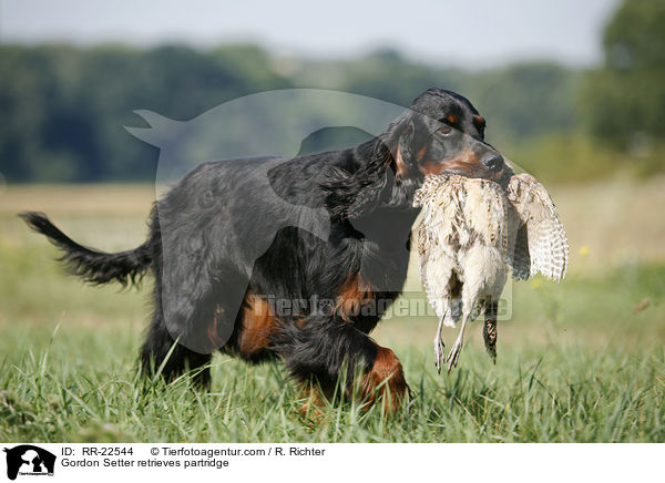 Gordon Setter apportiert Rebhuhn / Gordon Setter retrieves partridge / RR-22544