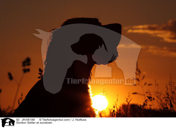 Gordon Setter im Sonnenuntergang / Gordon Setter at sundown / JH-06188
