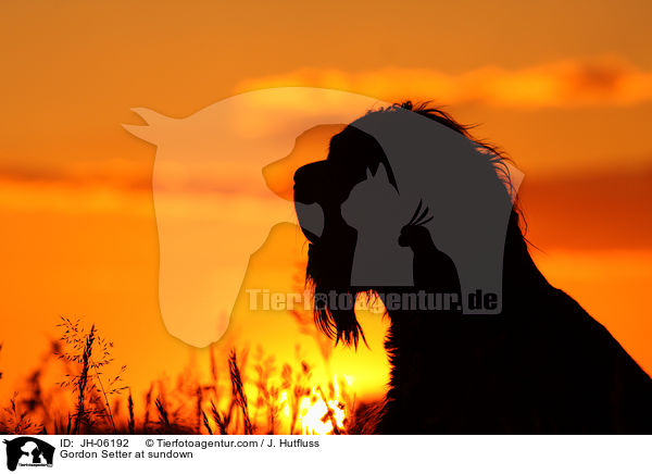 Gordon Setter im Sonnenuntergang / Gordon Setter at sundown / JH-06192