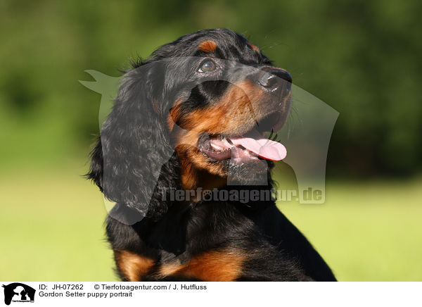 Gordon Setter puppy portrait / JH-07262