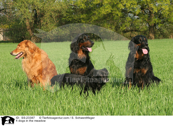 4 dogs in the meadow / SS-23387
