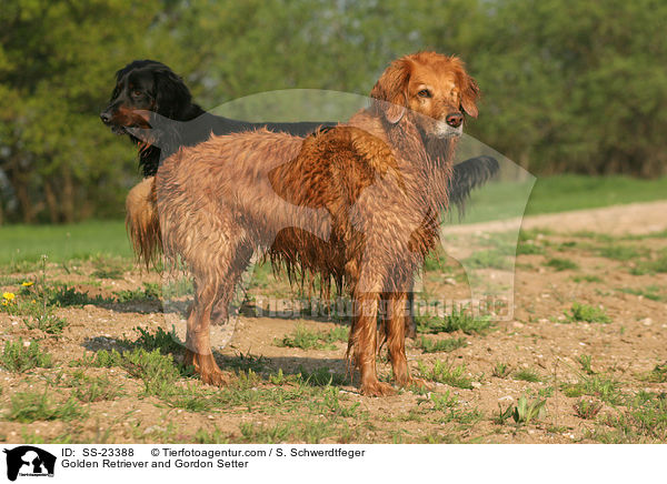 Golden Retriever and Gordon Setter / SS-23388