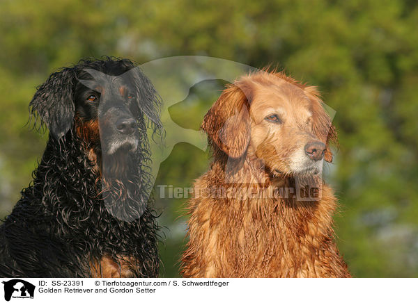 Golden Retriever und Gordon Setter / Golden Retriever and Gordon Setter / SS-23391