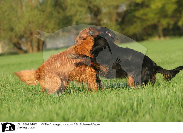 spielende Hunde / playing dogs / SS-23402