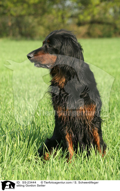 sitzender Gordon Setter / sitting Gordon Setter / SS-23444