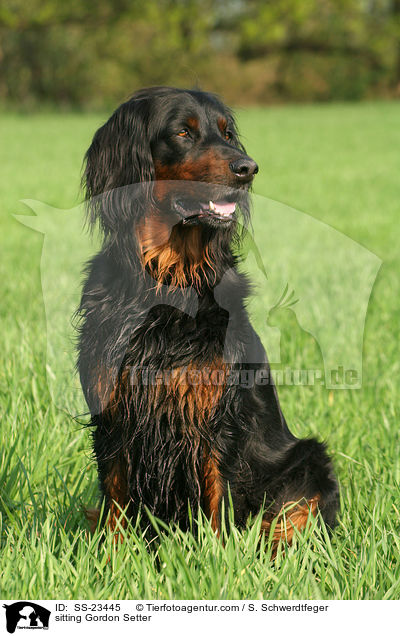 sitzender Gordon Setter / sitting Gordon Setter / SS-23445
