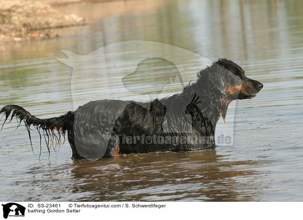 bathing Gordon Setter / SS-23461