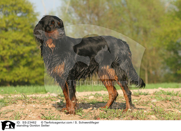 stehender Gordon Setter / standing Gordon Setter / SS-23462