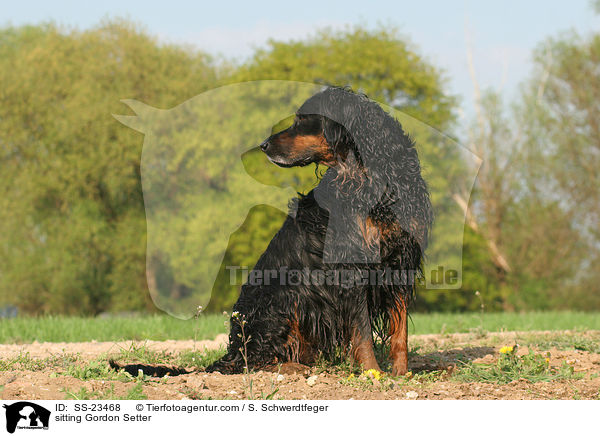 sitzender Gordon Setter / sitting Gordon Setter / SS-23468