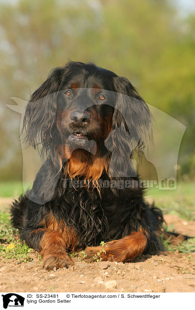 liegender Gordon Setter / lying Gordon Setter / SS-23481