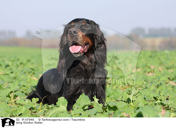 lying Gordon Setter / IF-07948