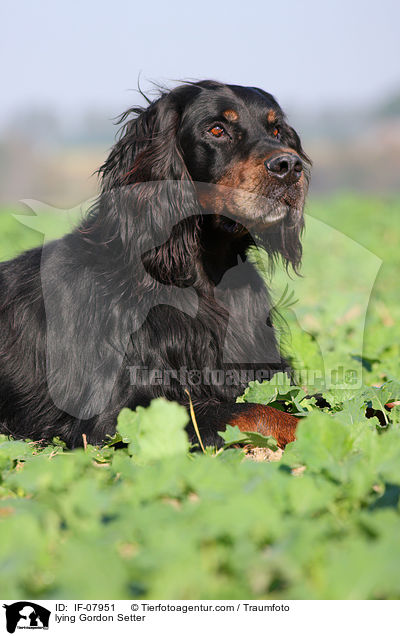 lying Gordon Setter / IF-07951